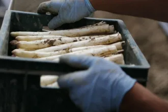 Onbekende superfood blijkt gewillige seizoensgroente