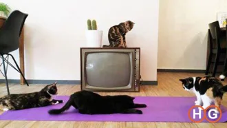 Yoga in kattencafe Op z&rsquo;n Kop