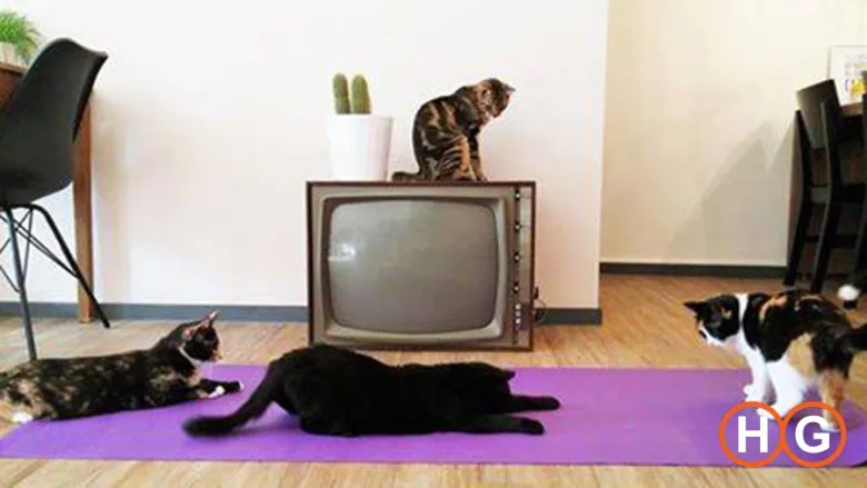Yoga in kattencafe Op z’n Kop