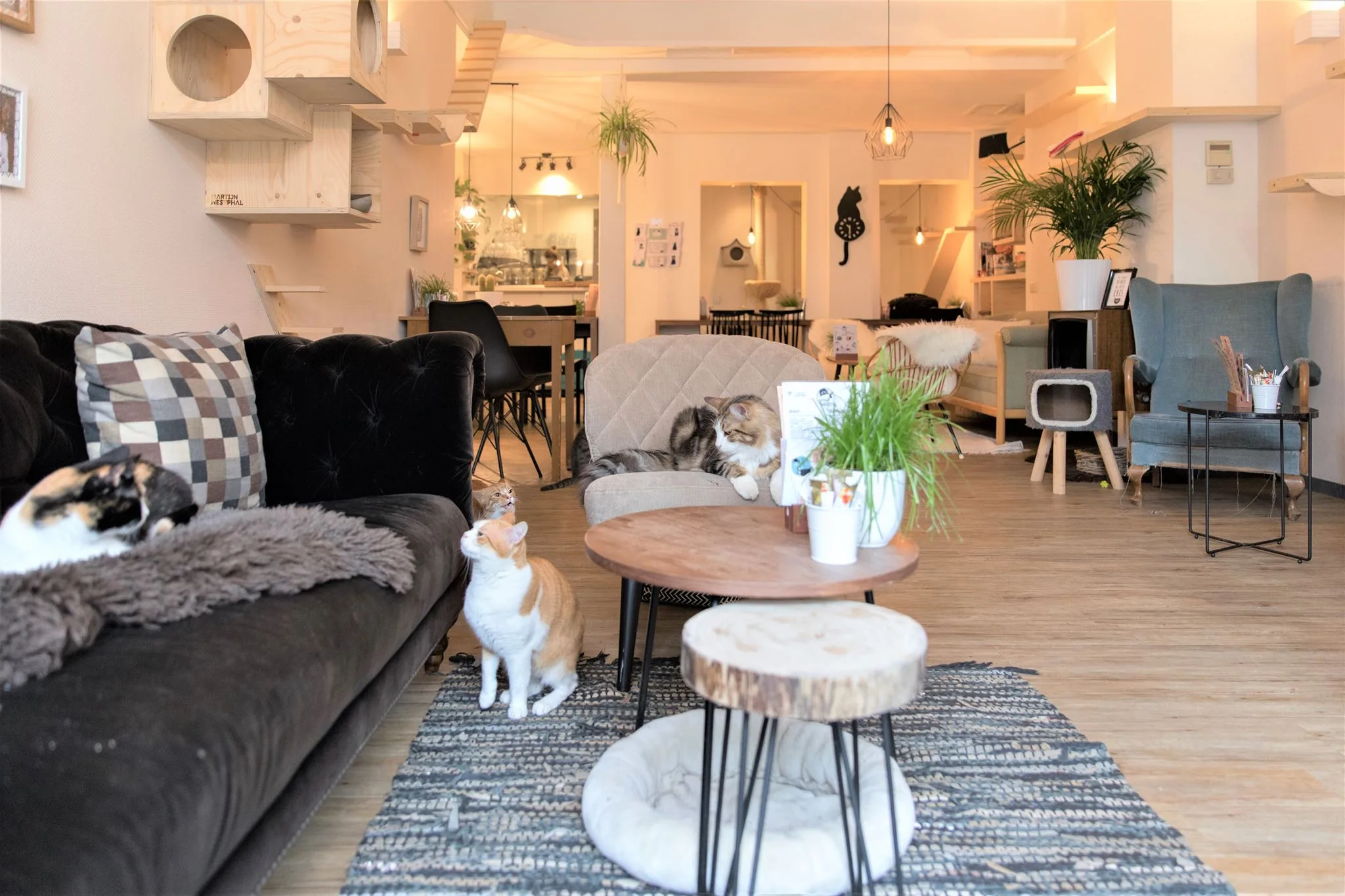 Kattencafe op zijn kop