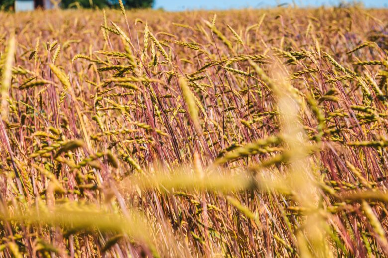 Groene Keuze - Landgoud - foto 8 - Fotograaf - Jasper Bolderdijk